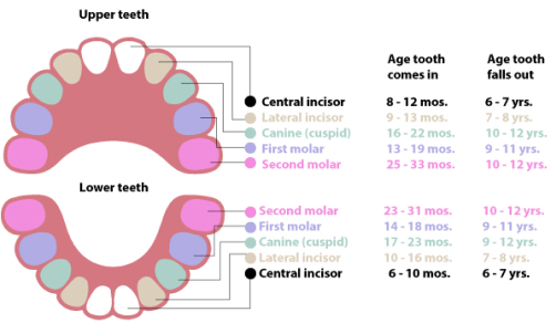 Teething process